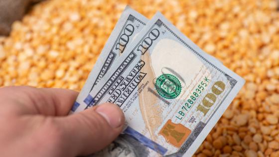 Hand with US dollars over yellow pea
